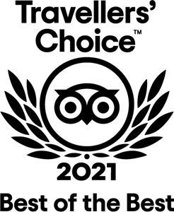 svg logo